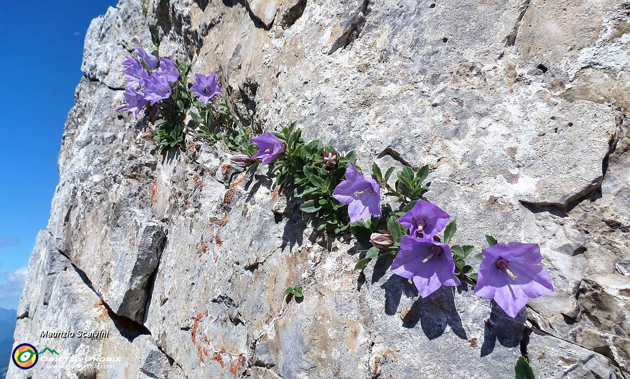 51 Le rocce sono in fiore....JPG